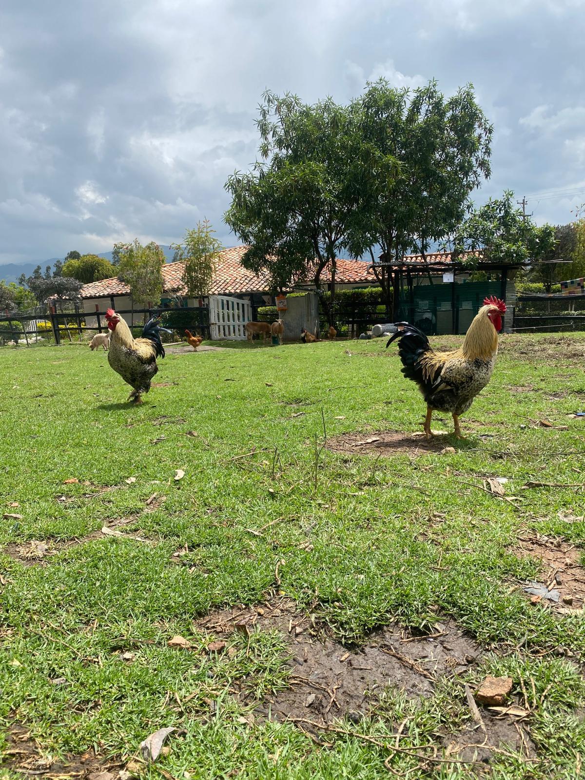 Gallos y animales de la granja frente a la casa campestre
