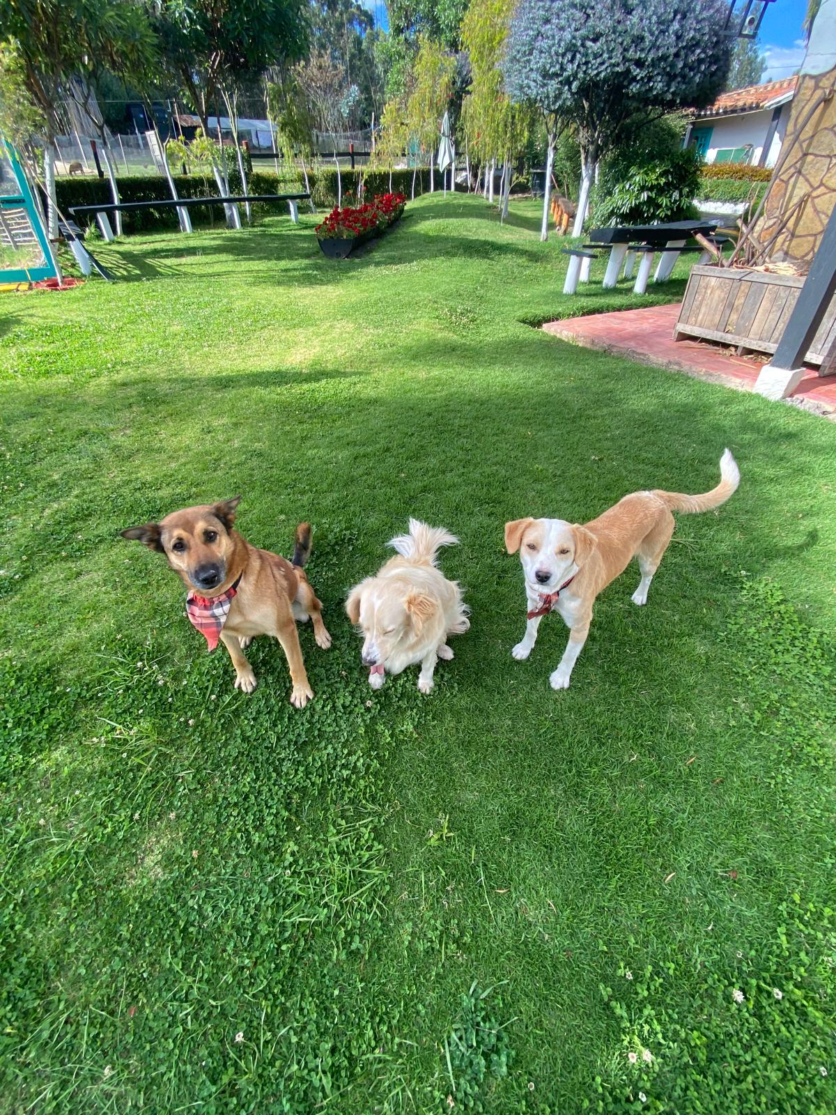 Los perritos del centro campestre en el prado